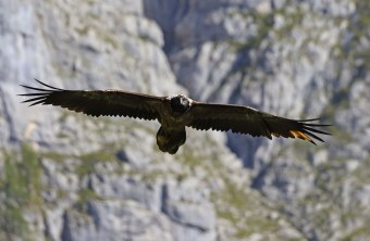 Bavaria von vorne | © Markus Leitner