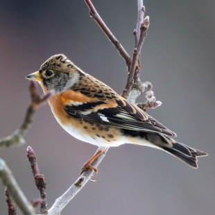 Bergfink | © Johannes Darling