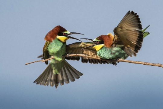 Zwei Bienenfresser auf einem Ast | © Rainer Schaaf