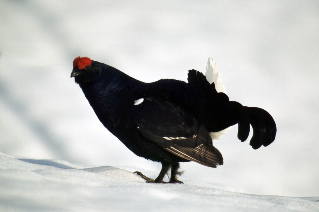 Birkhuhn im Schnee | © Henning Werth