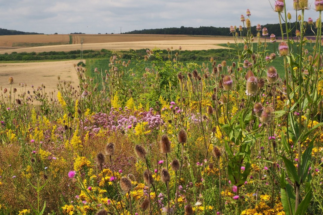 Blühflächen und Brachen erhöhen die Vielfalt in intensiv genutzten Landschaften | © Franziska Wenger
