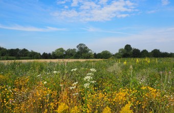 Blühfläche im Sommer | © Franziska Wenger