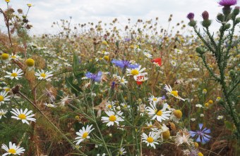 Blühfläche im Sommer | © Franziska Wenger