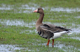 Blässgans im feuchten Gras | © Frank Derer