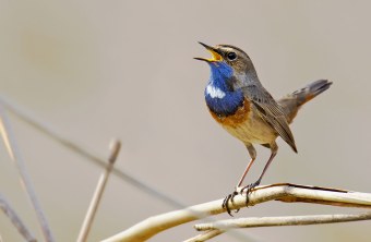 Blaukehlchen steht auf einem Ast und singt | © Florian Marchner