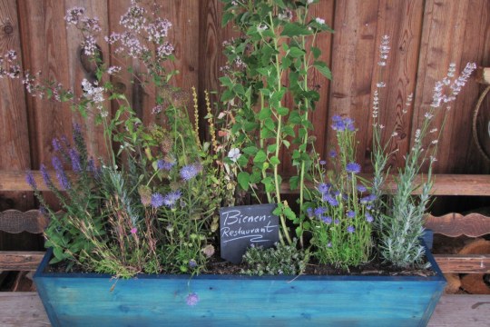 Blumenkasten mit Stauden und Schild auf dem Bienenrestaurant steht  | © Birgit Helbig