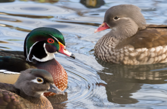 Brautenten auf dem Wasser | © Oliver Wittig