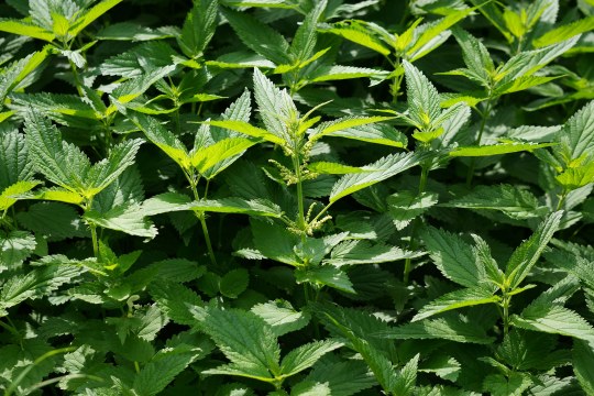 Brennnessel | © Peter Bria