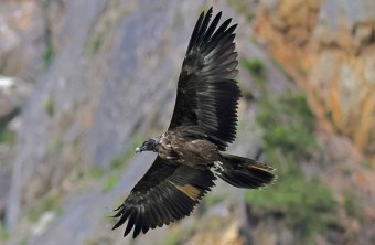 Dagmar von unten zu sehen, ihre Flügel erstrecken sich vom unteren zum oberen Bildrand. | © Markus Leitner