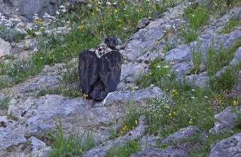 Dagmar von hinten | © Markus Leitner