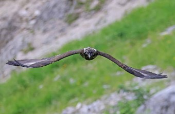 Dagmar ist frontal fotografiert, ihre Flügel liegen auf horizontaler Linie im Bild | © Markus Leitner
