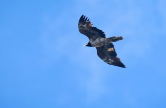 Dagmar im Flug in der Schweiz im Sommer 2023 | © Patrick Schwitter
