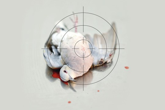 Tote Turteltaube | © David Tipling