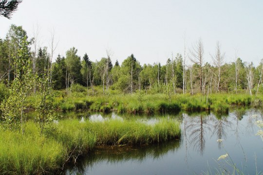 Renaturierte Moorlandschaft im Eglinger Filz | © Natascha Neuhaus