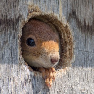 Eichhörnchen schaut aus einem Nistkasten | © Oliver Wittig