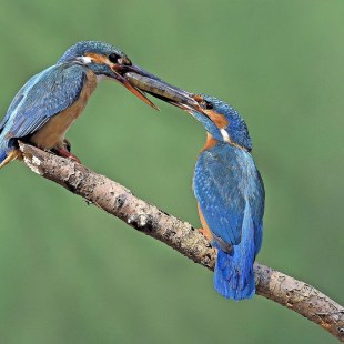 Zwei Eisvögel mit einem Fisch | © Rainer Schaaf