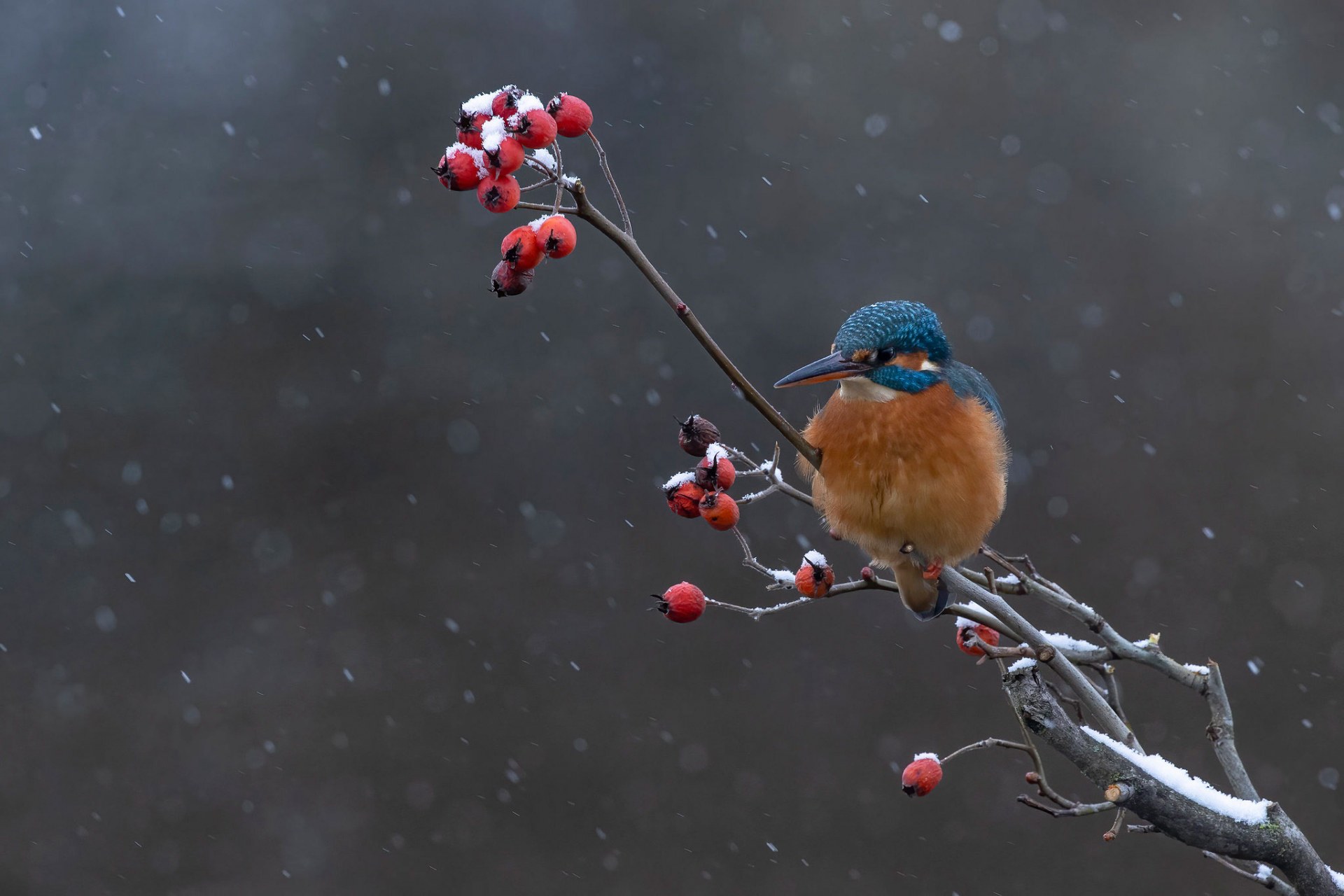 Eisvogel auf einem Beerenstrauch, es schneit | © John Mihopulos