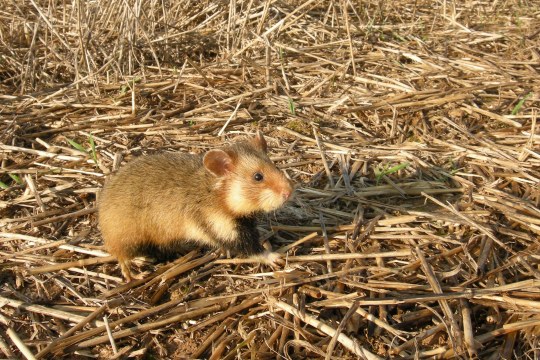 Feldhamster | © Uli Lanz