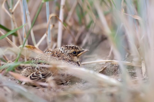 Feldlerchen-Nestling | © Markus Gläßel