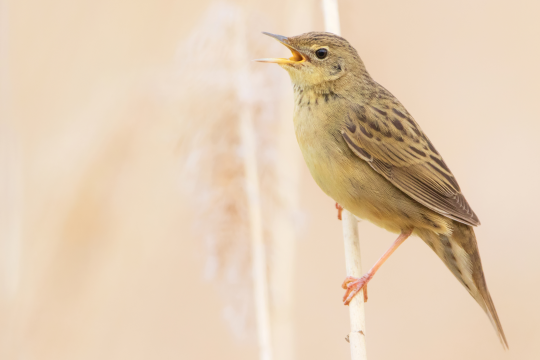 Feldschwirl singend auf einem Schilfhalm | © Markus Glaessel