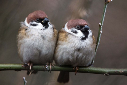 Zwei Feldsperlinge sitzen eng beieinander auf einem Ast | © Andreas Hartl