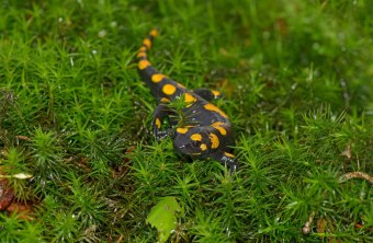 Feuersalamander | © Christoph Bosch