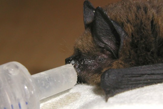 Fledermaus liegt auf einem Handtuch und wird mit einer Flasche ernährt | Bettina Cordes