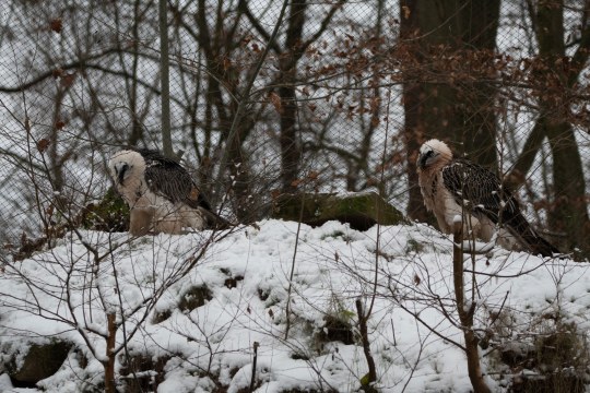 Zwei Bartgeier Tiergarten Nürnberg | © Nicole Friedrich