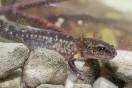 Feuersalamander Larve | © Ralph Sturm
