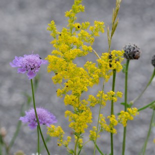 Galium verum Echtes Labkraut Scabiosa columbaria Taubenskabiose | © Dr Eberhard Pfeuffer