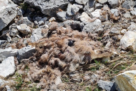 Überreste einer Gämse |© David Schuhwerk, LBV