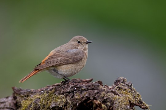 Gartenrotschwanzweibchen auf einem Ast | © Marcus Bosch