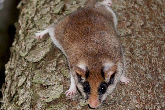 Gartenschlaefer an einem Baum |© Rudi Leitl
