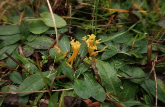 Kleine Gelbe Wiesenkorallen wachsen zwischen grünen Blättern | © Lotte Krüger