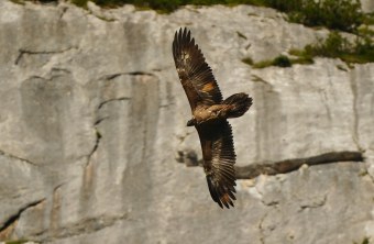 Generl transportiert einen Ast im August 2025 | © Christian Steiger