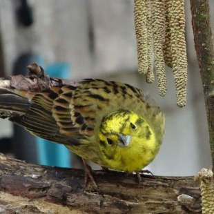 Goldammer sitzt auf einem Ast, schaut direkt in die Kamera und breitet einen Flügel aus | © Maria Bauer
