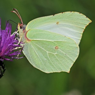 Gonepteryx rhamni. Zitronenfalter | ©  Dr. Eberhard Pfeuffer - LBV