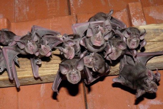 Große Hufeisennase | © R. Leitl