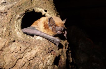 Großer Abendsegler schaut aus einer Baumhöhle raus, es ist Nacht | © Dr. Andreas Zahn