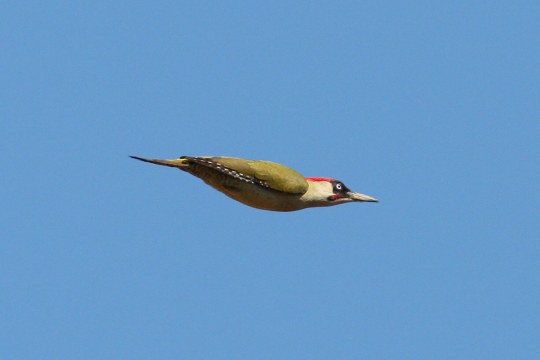 Grünspecht im Flug vor blauem Himmel, die Flügel sind angelegt | © Zdenek Tunka