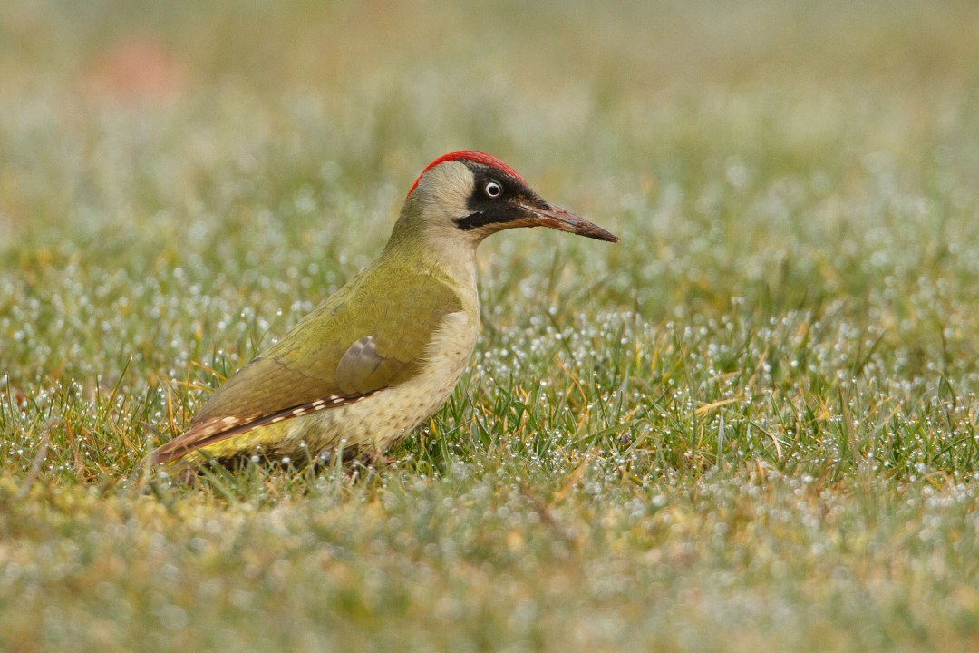 Grünspecht sitzt auf einer grünen Wiese | © Rosl Rößner