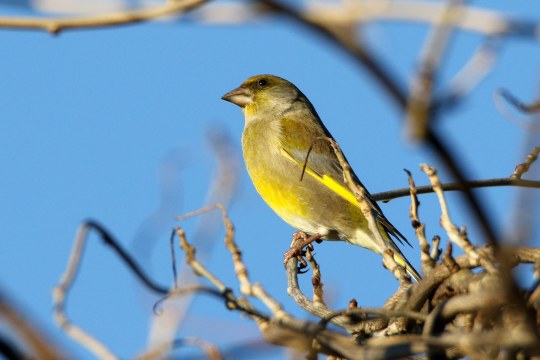 Grünfink auf Geäst vor blauem Himmel | © Hans Wolf