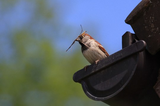 Haussperling mit Nistmaterial im Schnabel sitzt auf einer Dachrinne | © Manfred Schmidl