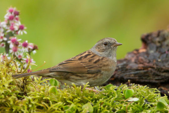 Heckenbraunelle sitzt auf Moos, im Hintergrund rosa Blumen | © Rosl Roessner