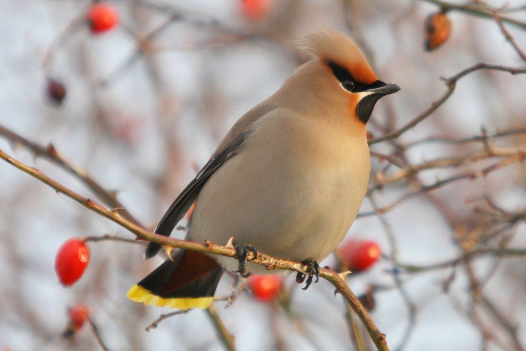 Seidenschwanz sitzt auf dornigem Hagebuttenzweig | © Zdenek Tunka