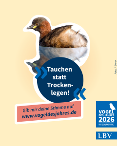 Ein Zwergtaucher schwimmt im Wasser, begleitet von einem LBV-Aufruf zur Wahl des Vogels des Jahres 2026.