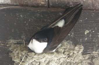 Mehlschwalbe im Nest | © Ingolf Hermann