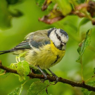 Junge Blaumeise | © Stefan Langer