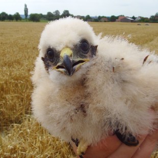 Jungvogel Wiesenweihe | © Claudia Pürckhauer