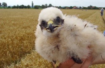Jungvogel Wiesenweihe | © Claudia Pürckhauer
